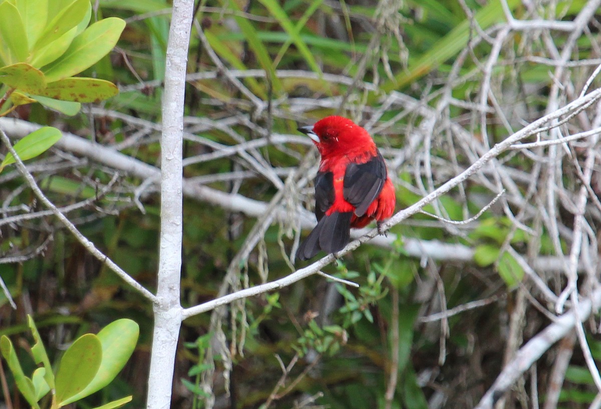 Brazilian Tanager - ML50811031