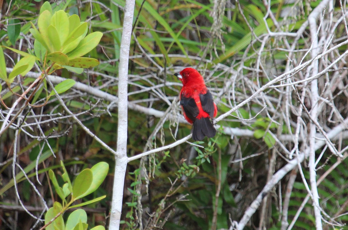 Brazilian Tanager - ML50811101