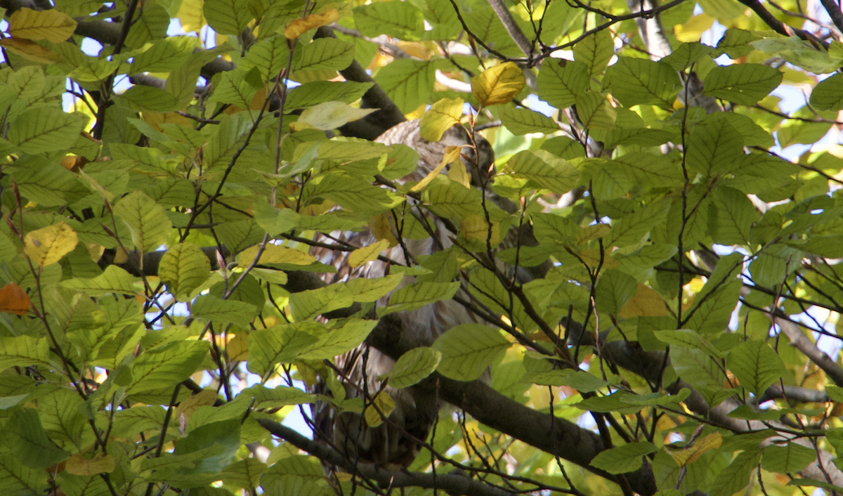 Barred Owl - ML508111061