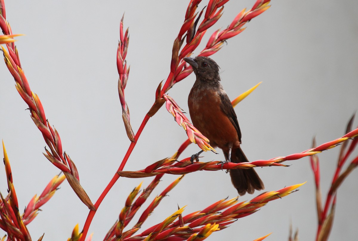 Brazilian Tanager - Alexander Lees