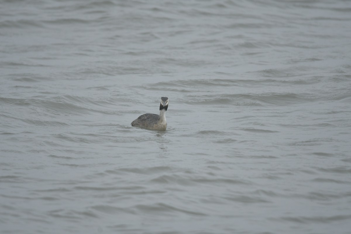 Great Crested Grebe - ML508112381