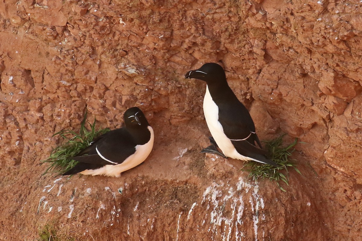 Razorbill - ML508112551