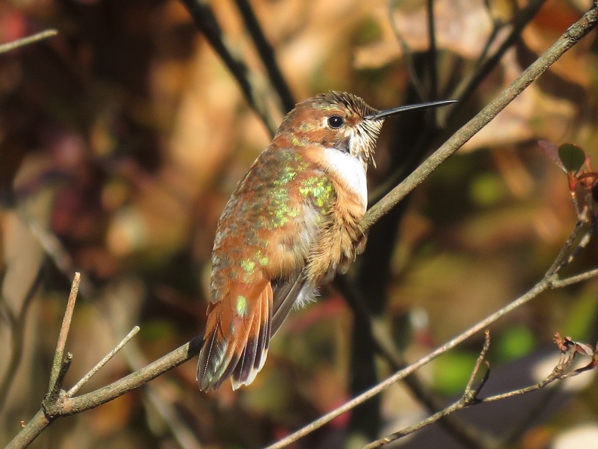Rufous Hummingbird - ML508112761