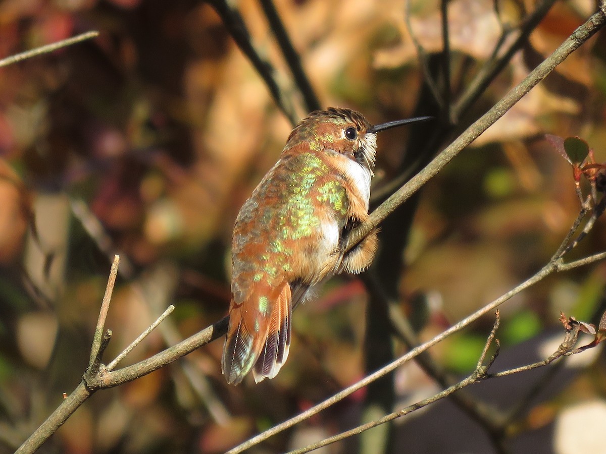 Rufous Hummingbird - ML508112771