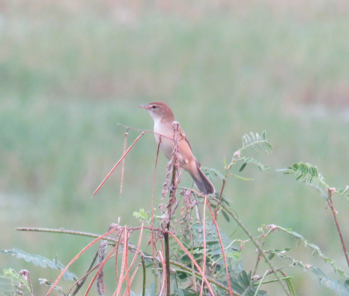 Booted Warbler - ML508112841