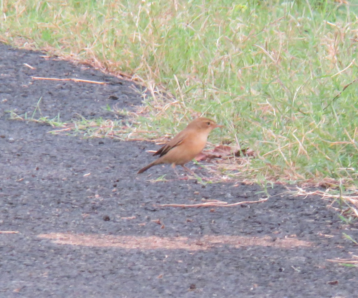 Booted Warbler - ML508112851