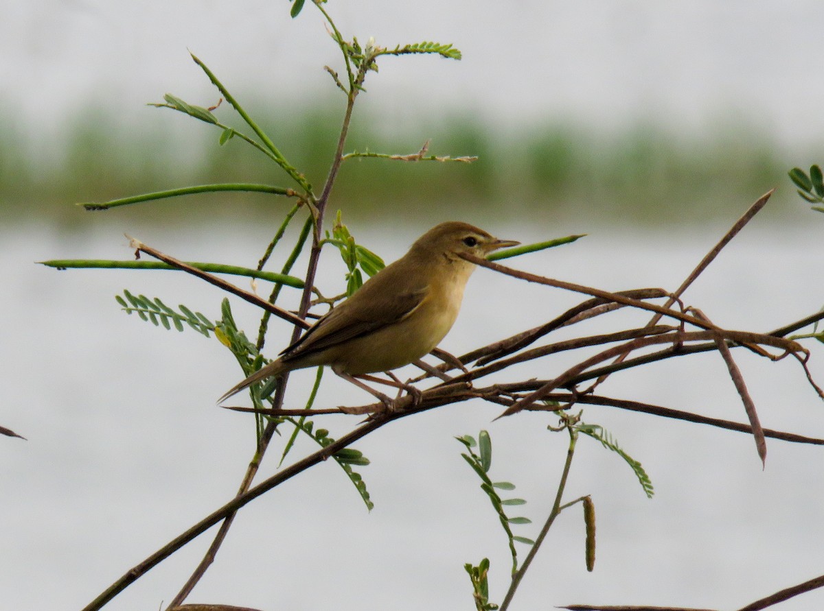 Booted Warbler - ML508112861