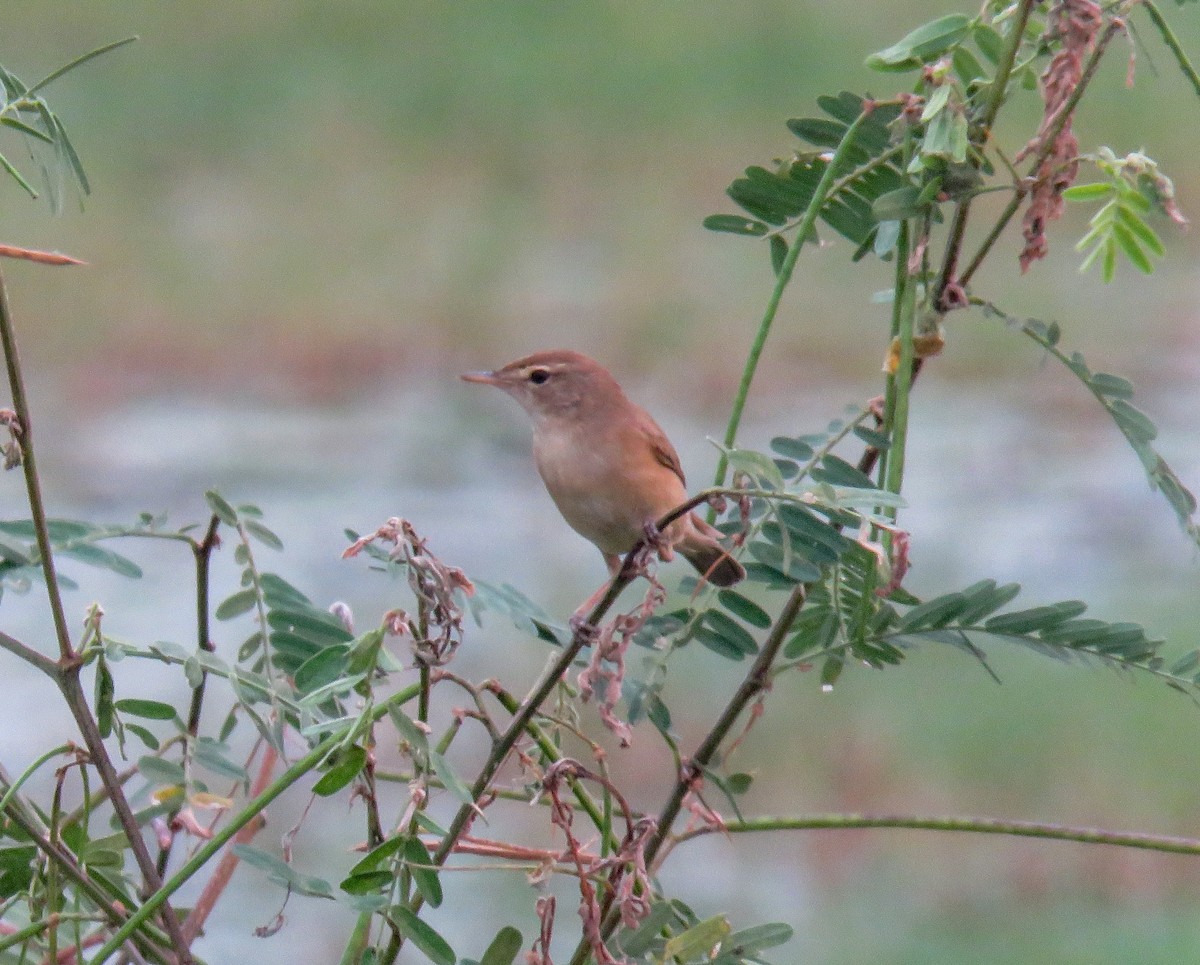Booted Warbler - ML508112871