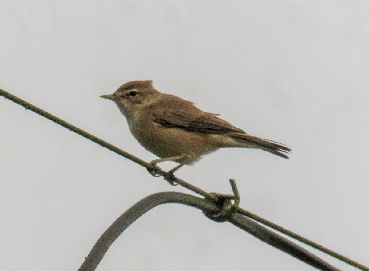 Booted Warbler - ML508112881