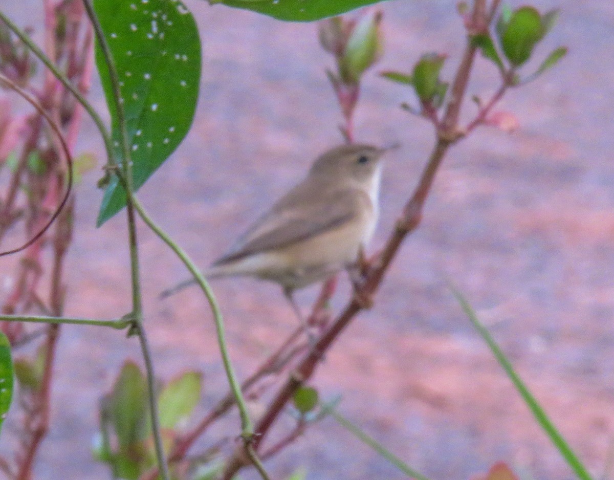 Booted Warbler - ML508112891