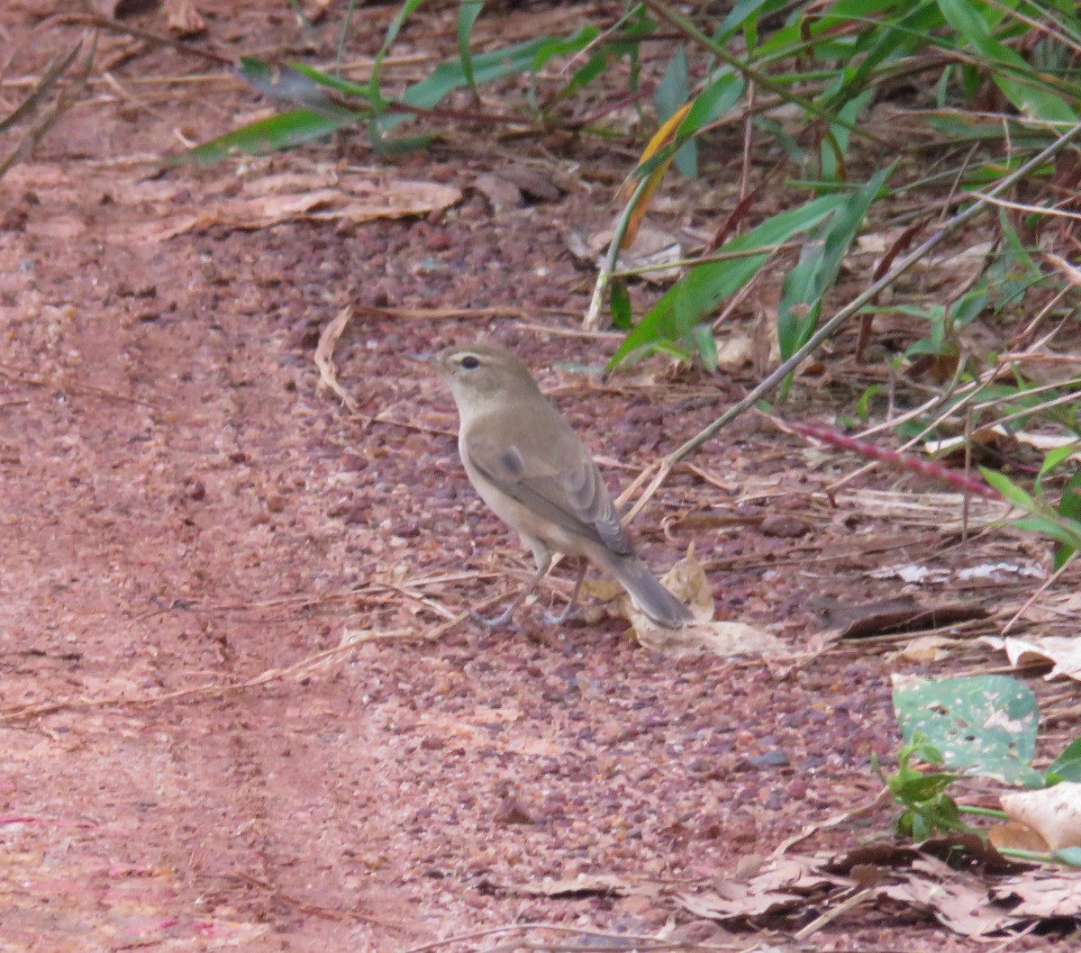 Booted Warbler - ML508112901