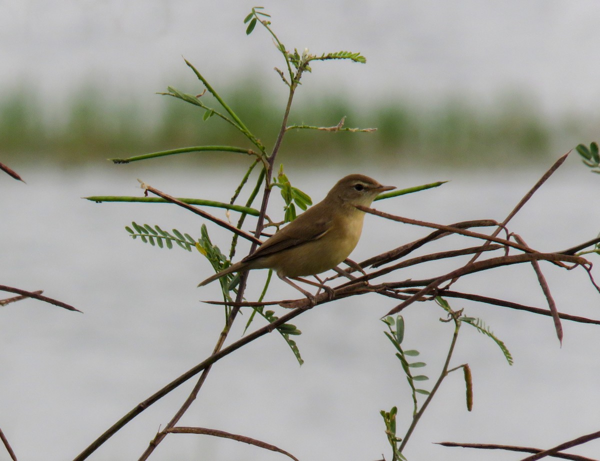 Booted Warbler - ML508112911