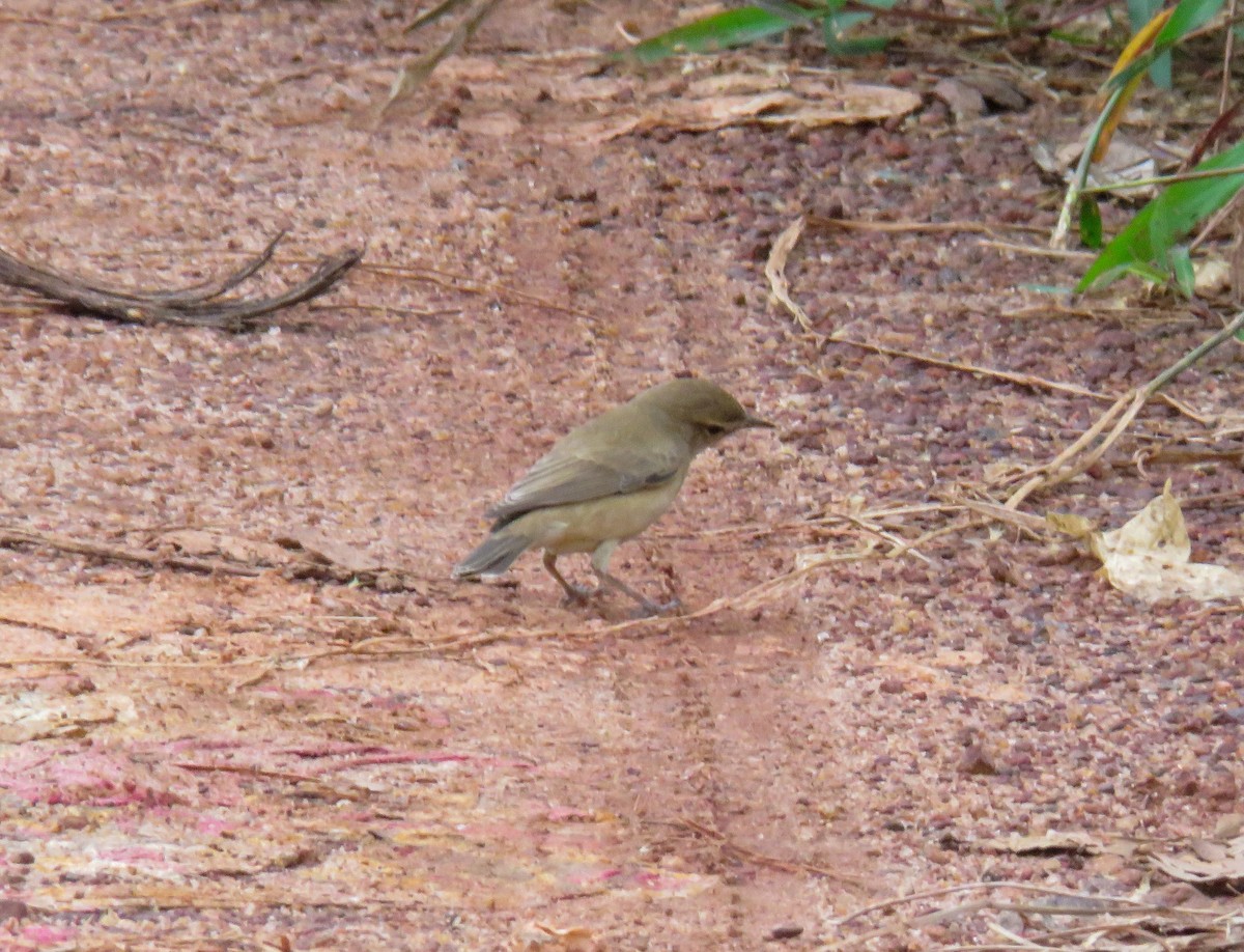 Booted Warbler - ML508112921