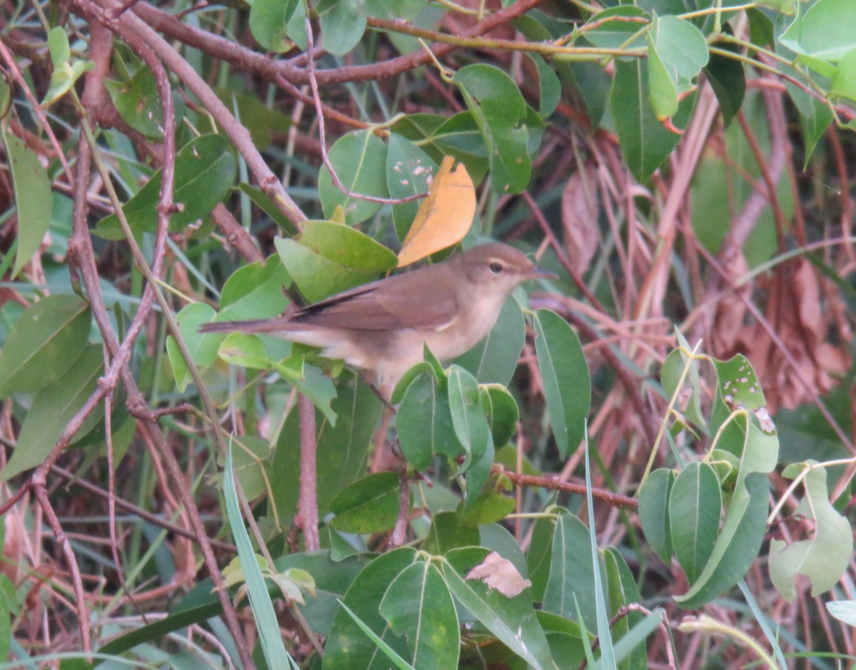 Booted Warbler - ML508112931