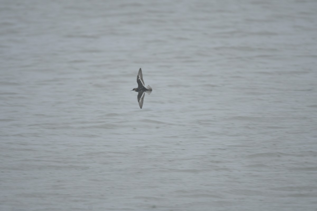 Phalarope à bec étroit - ML508113451