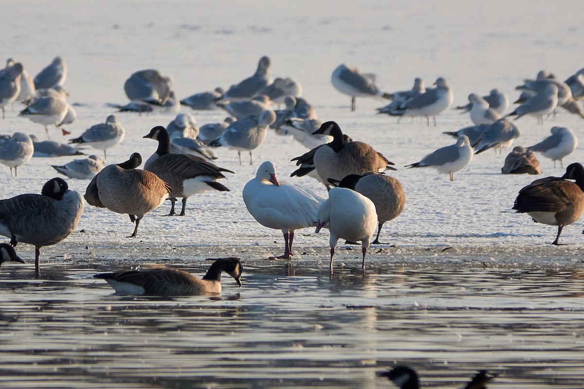 Snow Goose - ML508115371