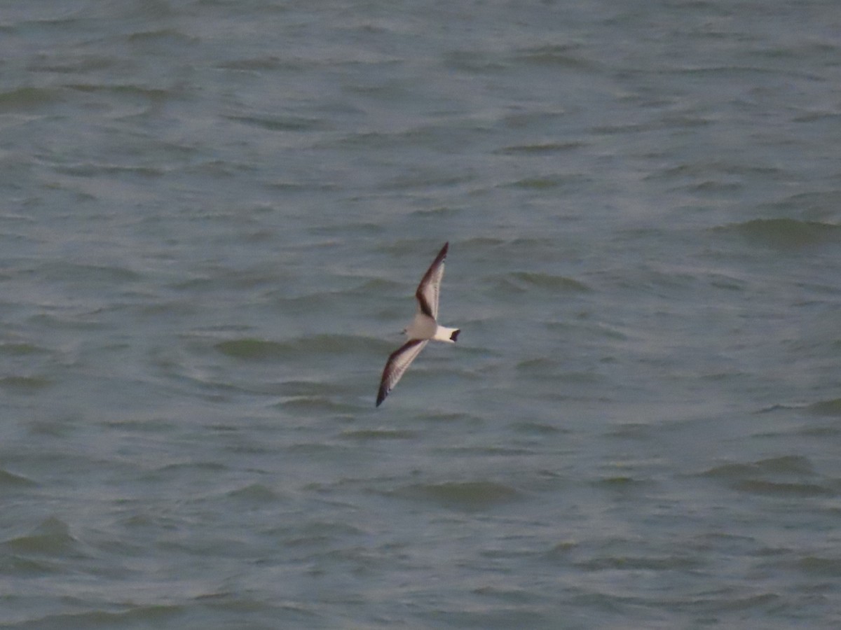 Mouette pygmée - ML508115981