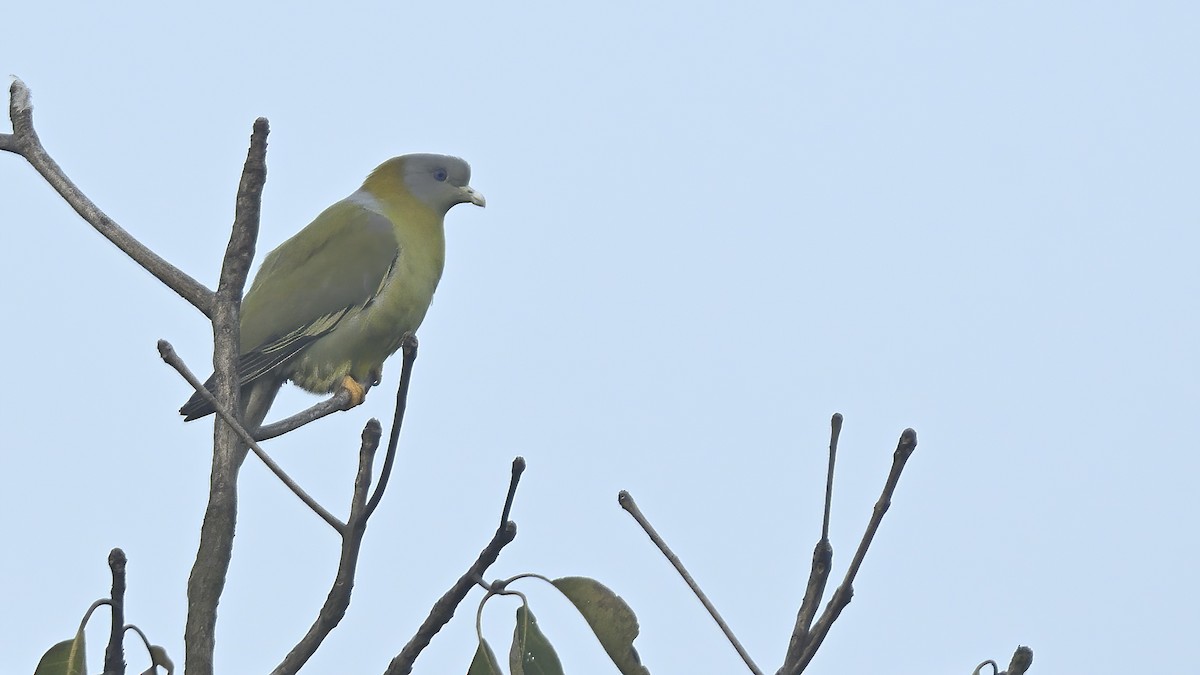 Yellow-footed Green-Pigeon - ML508118111