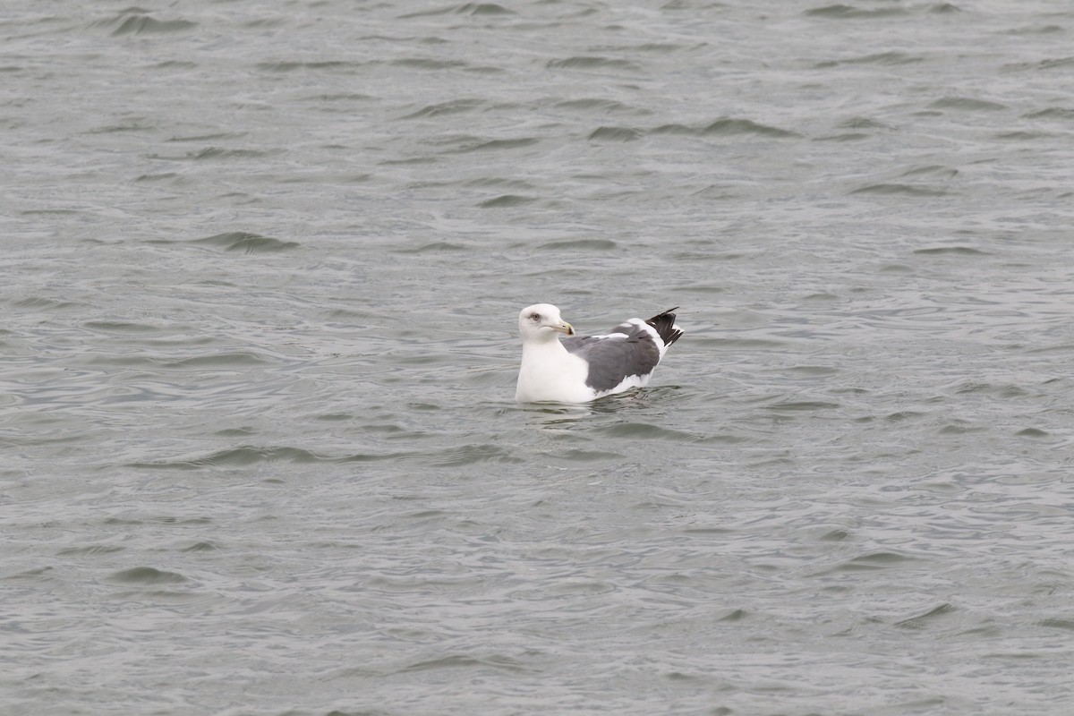 Slaty-backed Gull - Gerben ter Haar