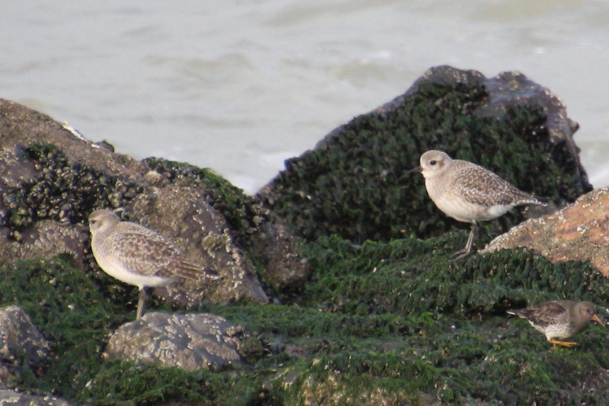 Black-bellied Plover - ML508119551