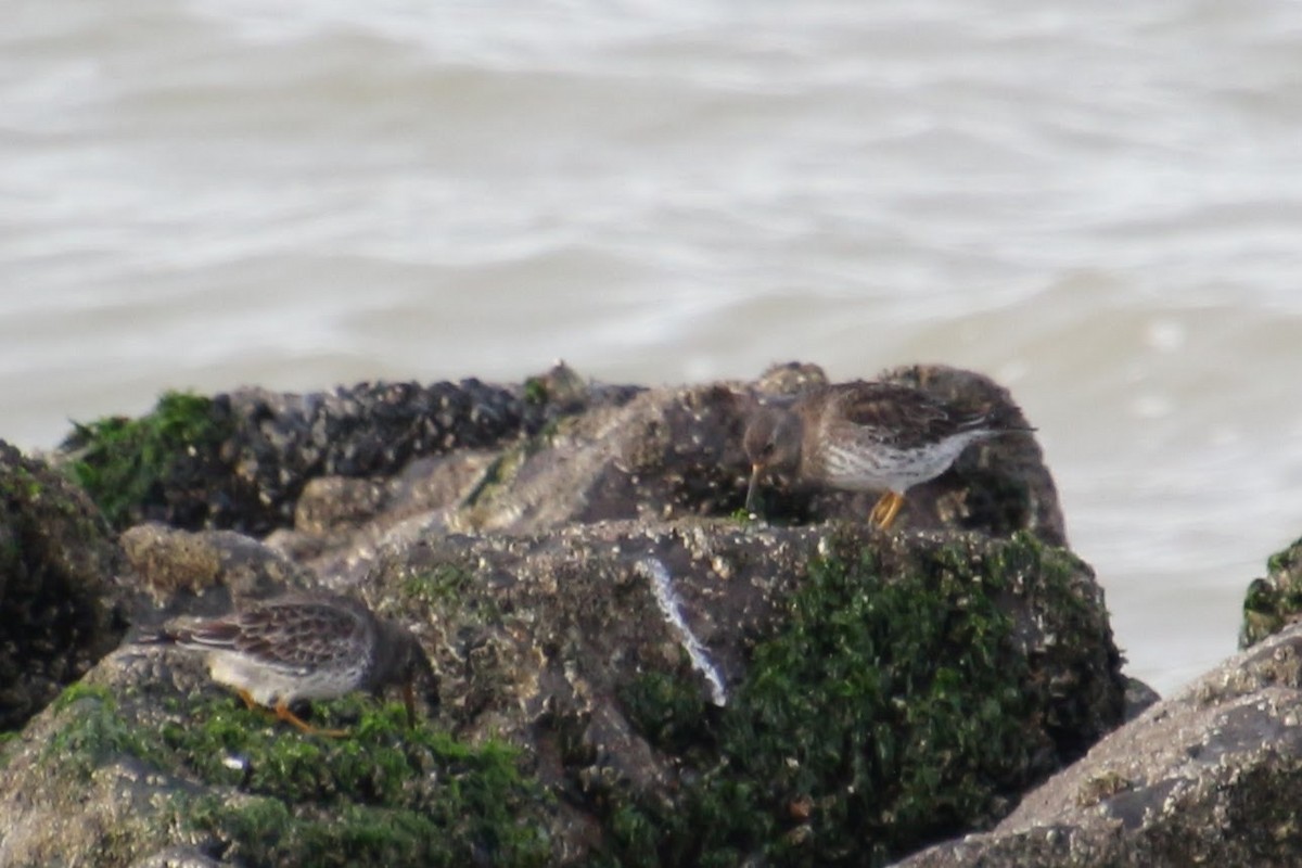 Purple Sandpiper - ML508119581