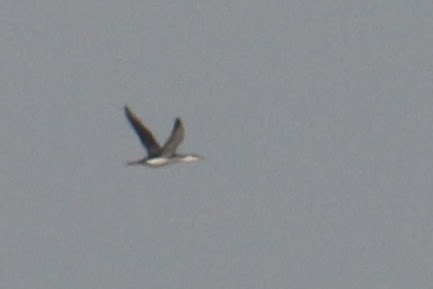 Red-throated Loon - Brecht Caers