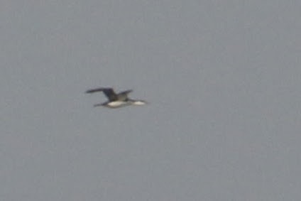 Red-throated Loon - Brecht Caers