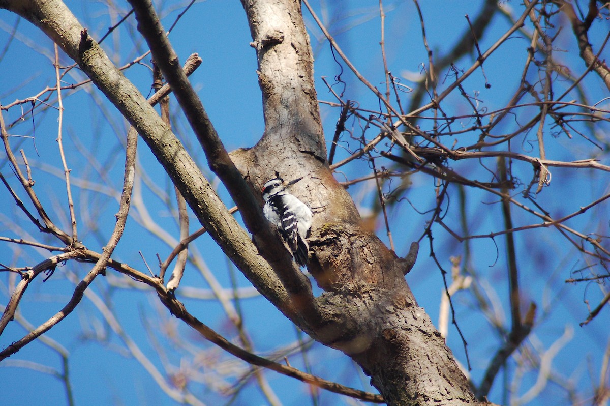 Hairy Woodpecker - ML50811971