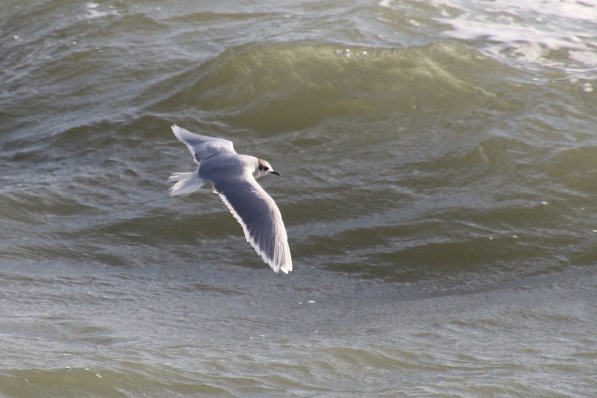 Little Gull - ML508119741