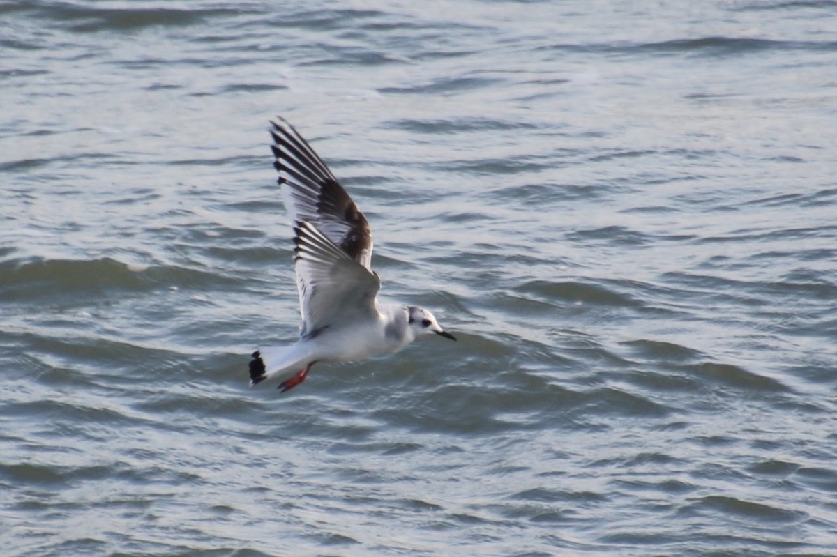 Little Gull - ML508119751