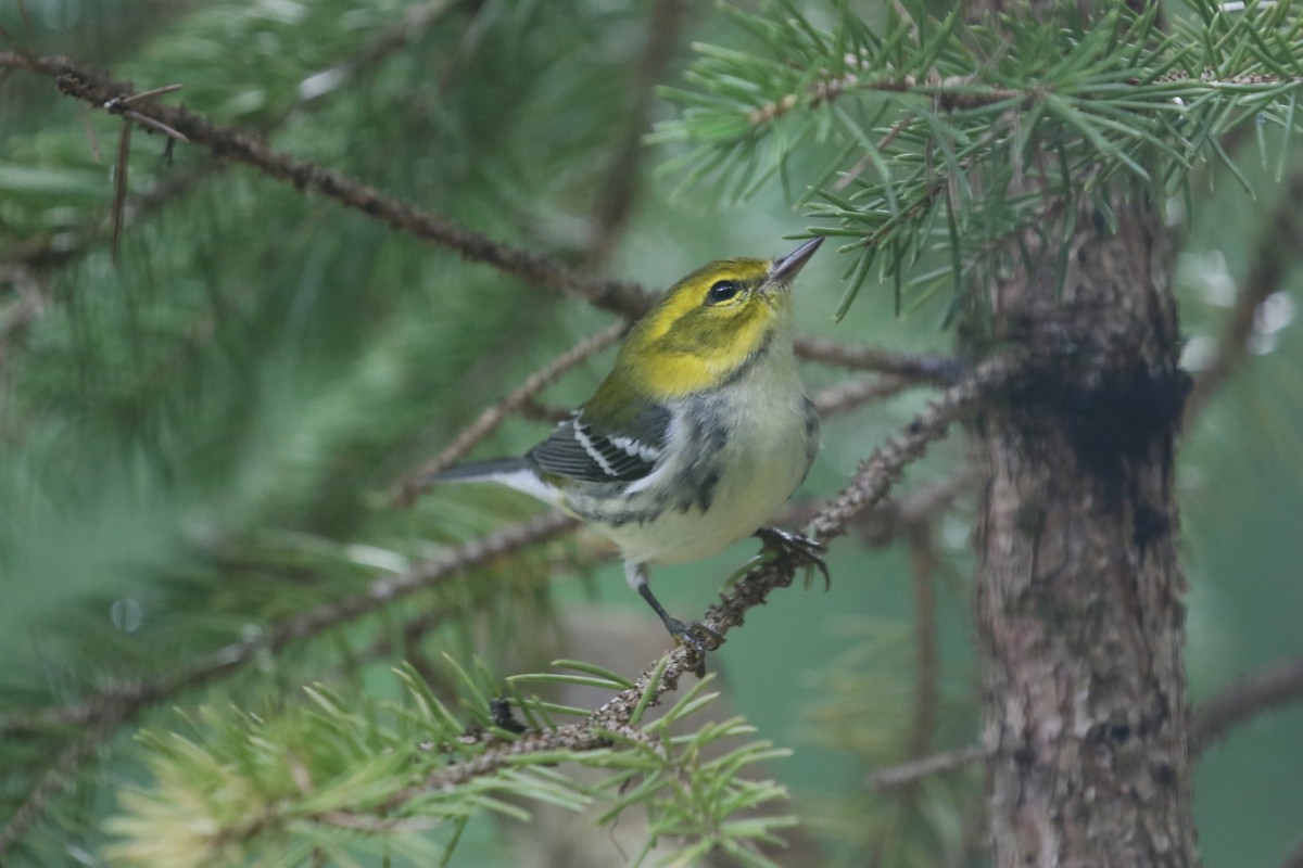 grønnparula - ML508120121