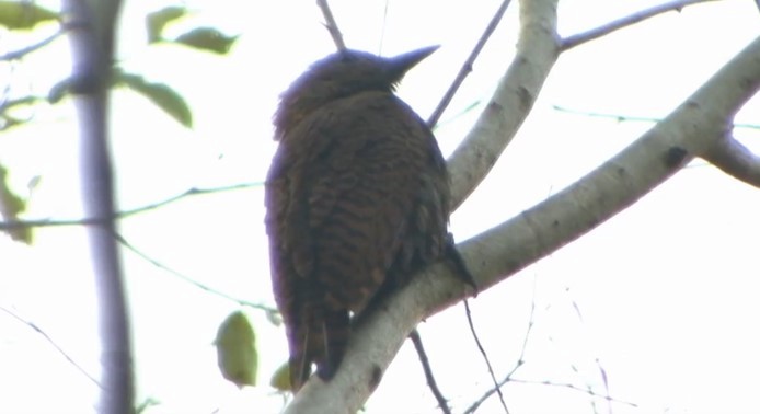 Rufous Woodpecker - ML508122281