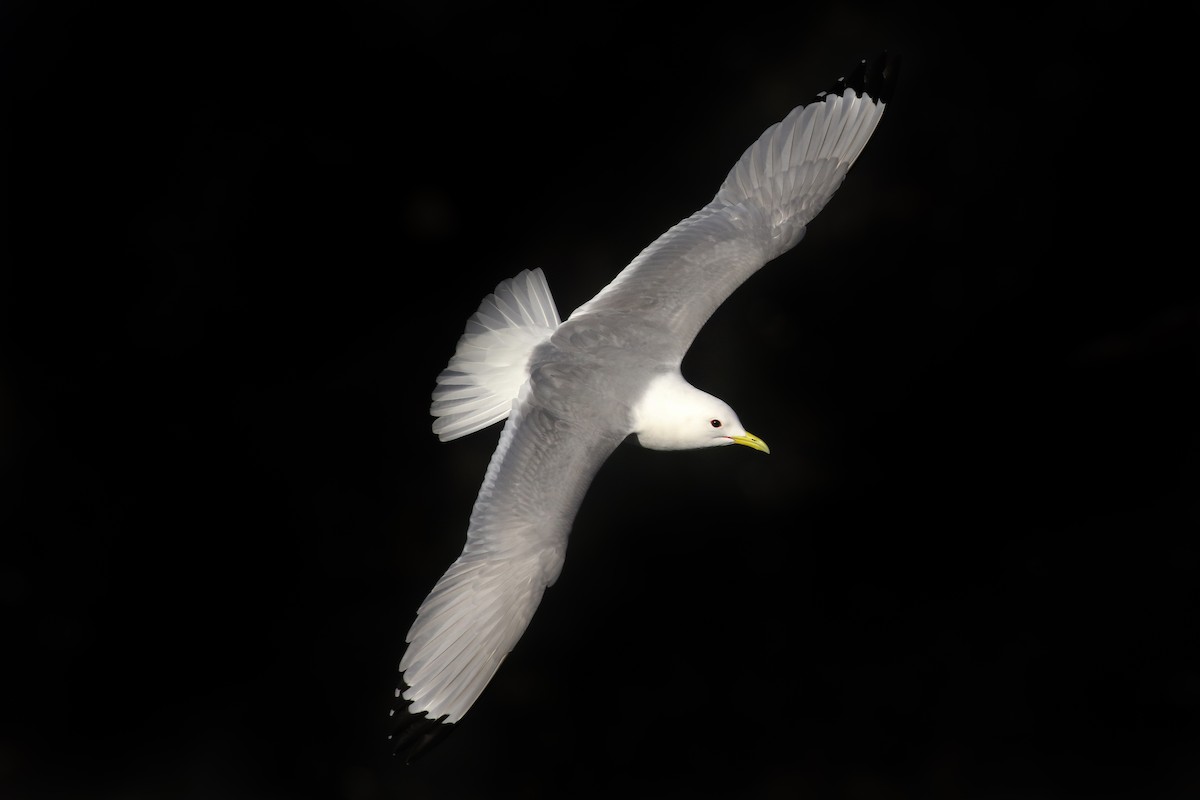 Black-legged Kittiwake - ML508122521