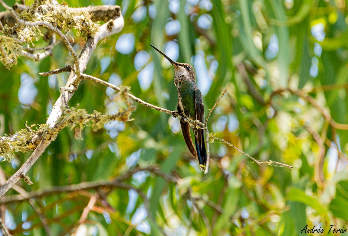 Stripe-breasted Starthroat - ML508122731