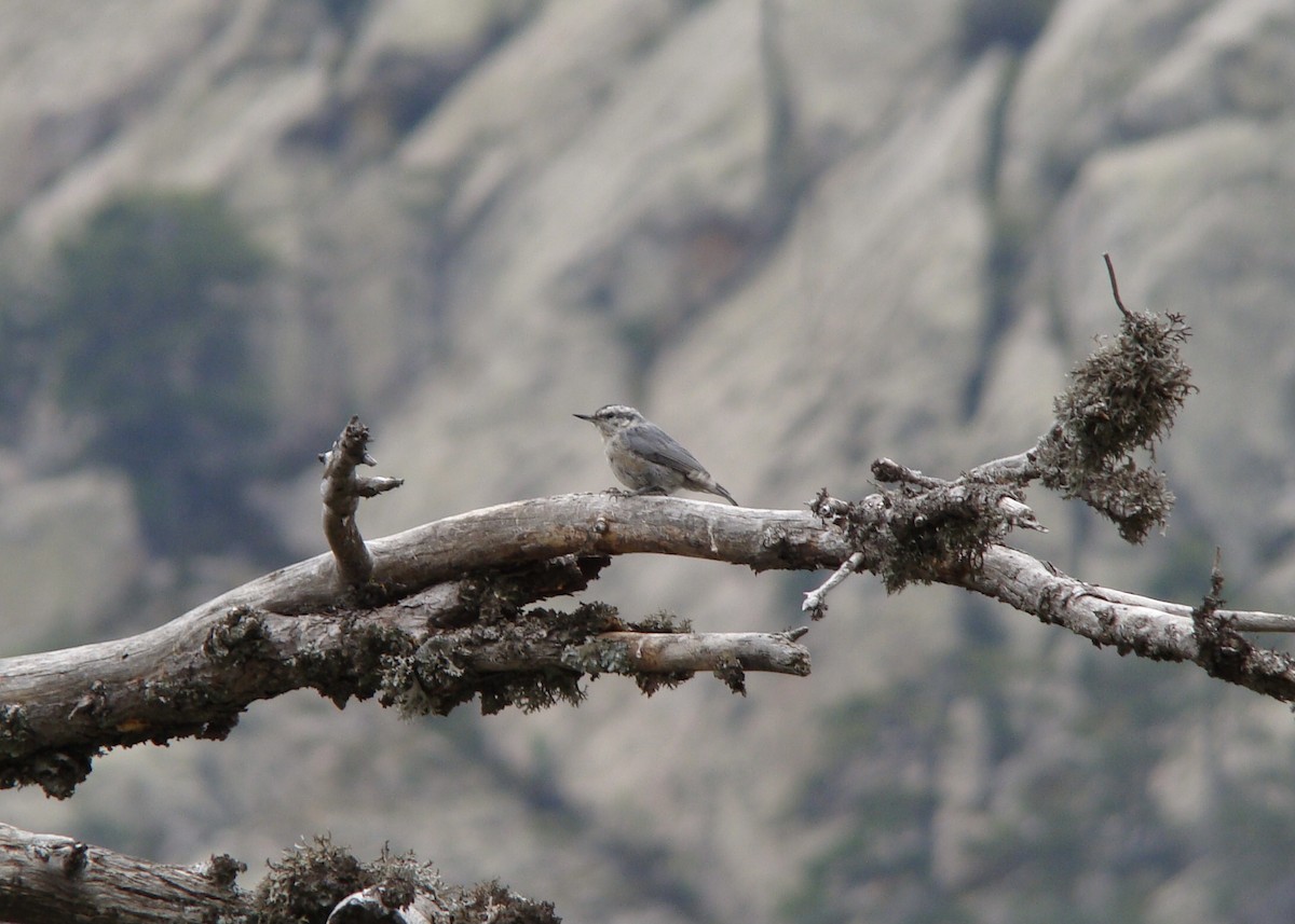 Corsican Nuthatch - ML508123251
