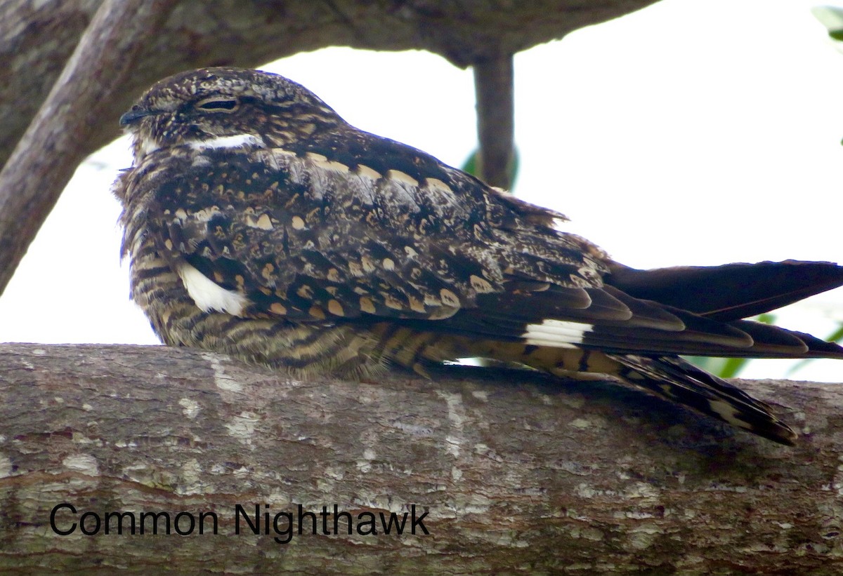 Common Nighthawk - ML508123351