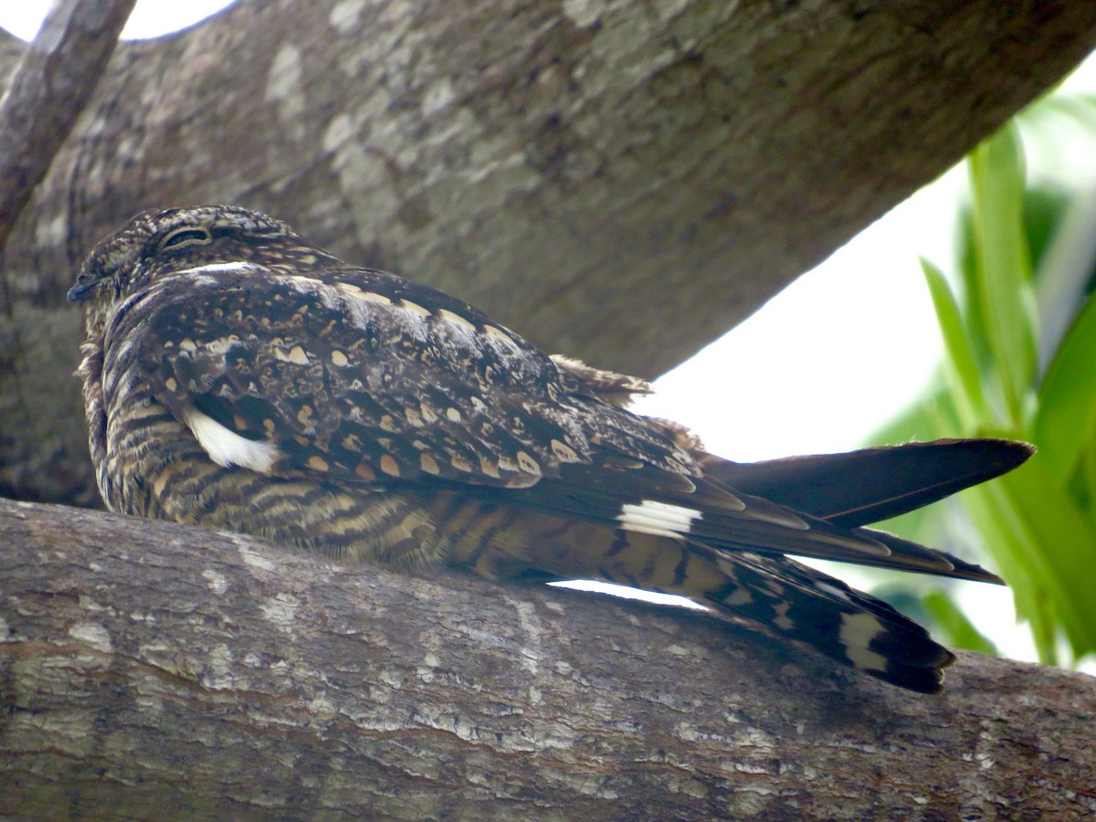 Common Nighthawk - ML508123371