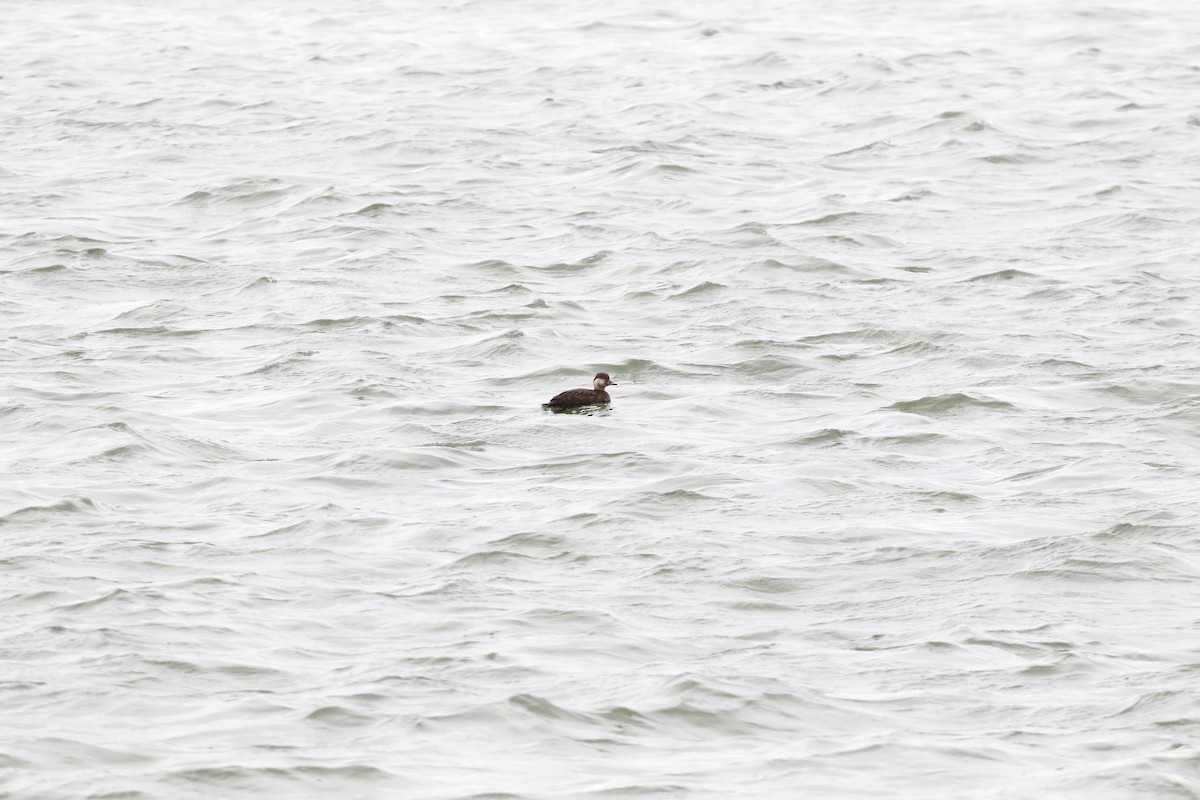 Black Scoter - ML508123441