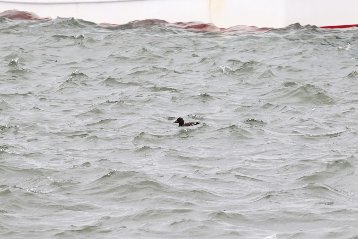 Stejneger's Scoter - ML508123971