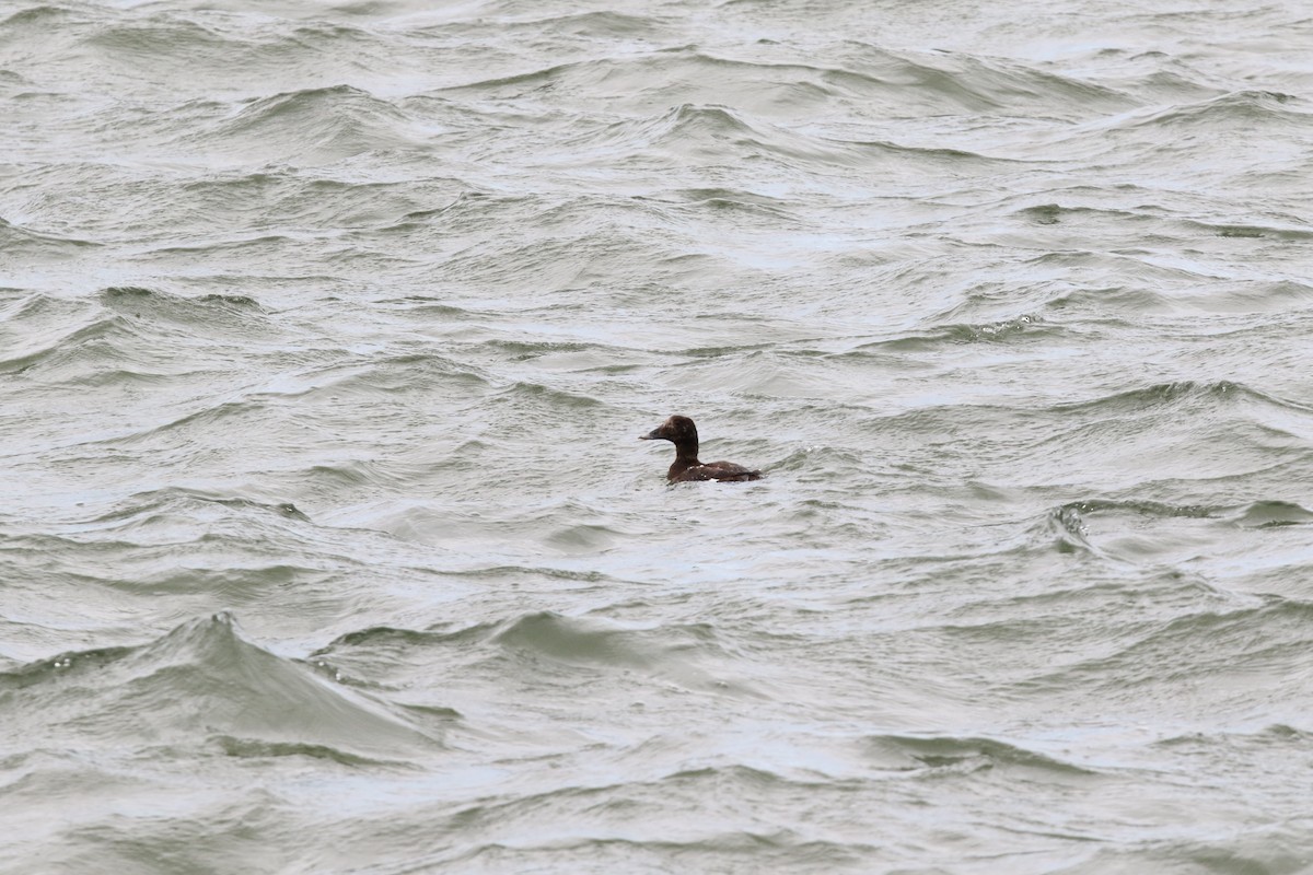 Stejneger's Scoter - ML508124051