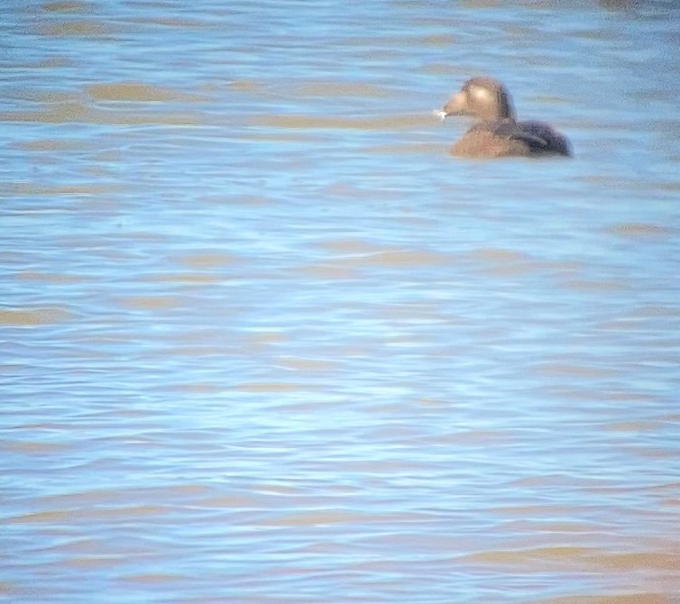 White-winged Scoter - ML508124251
