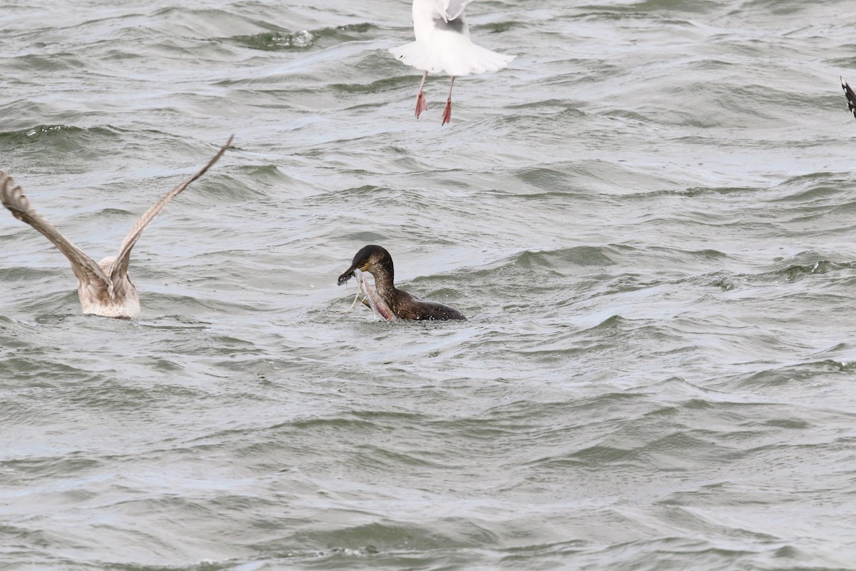 Japanese Cormorant - ML508125401