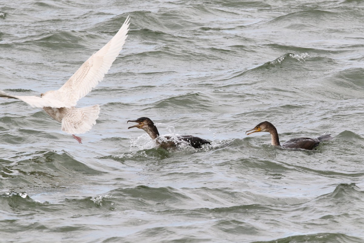 Cormoran de Temminck - ML508125461