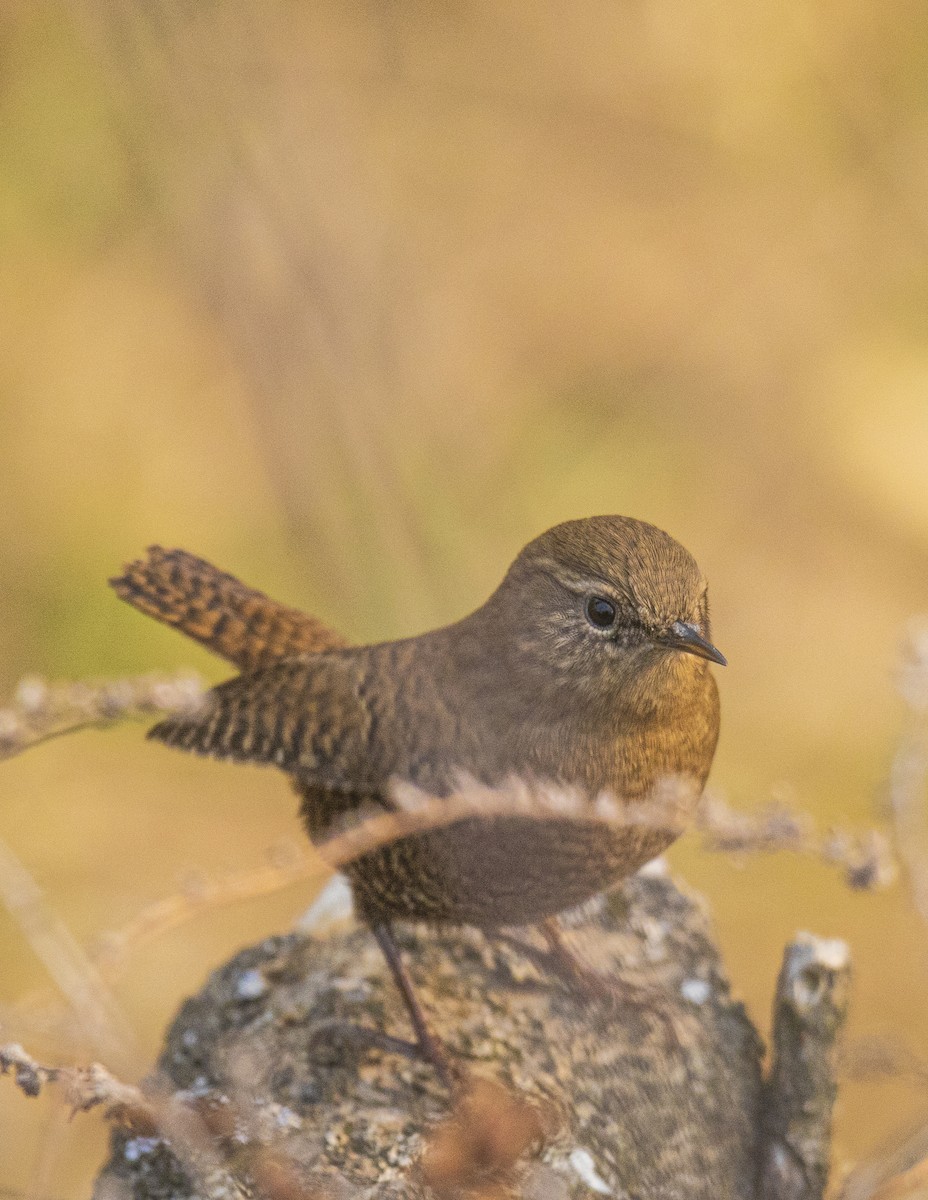 Eurasian Wren - Waseem Bhat