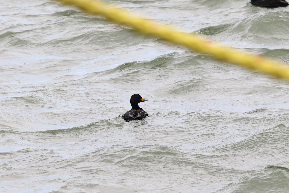 Black Scoter - ML508127281