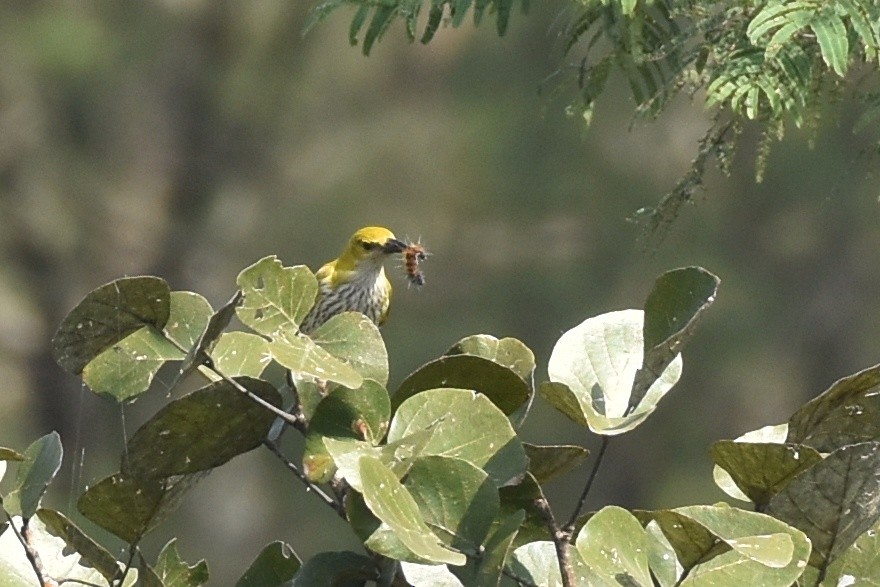 Indian Golden Oriole - ML508128761