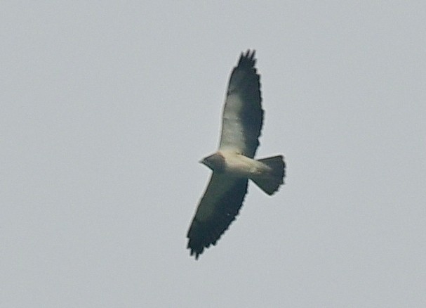 Swainson's Hawk - ML50812941