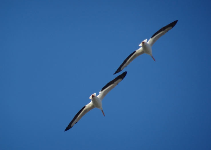 American White Pelican - ML50812961