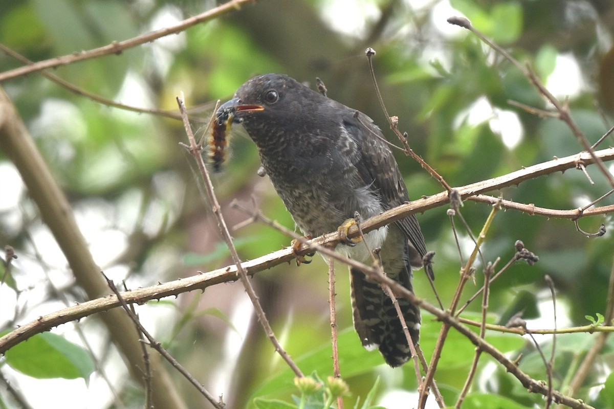 Gray-bellied Cuckoo - ML508129901