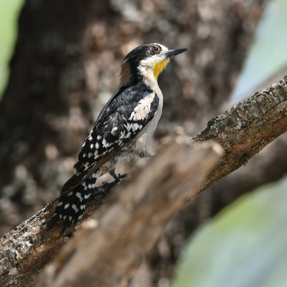 White-fronted Woodpecker - ML508131521